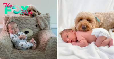 “When the Family Dog Wants to Participate in the Newborn’s First Photo Session: Adorable and Emotional Moments”