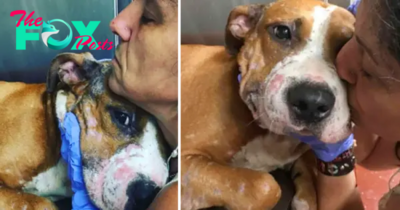 “Shelter Dog With Tiny Scars Gets His First Hug”