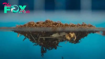 Watch 5,000 fire ants create raft with their bodies to save colony and queen from death by swimming pool