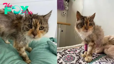 22-Year-Old Cat Finds A Lovely Place To Spend Her Golden Years