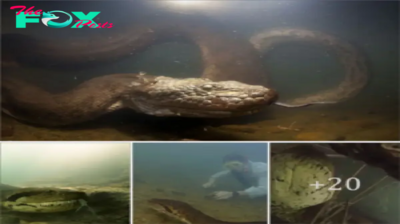 STK. A diver had a close encounter with a giant anaconda while exploring a river in Brazil.