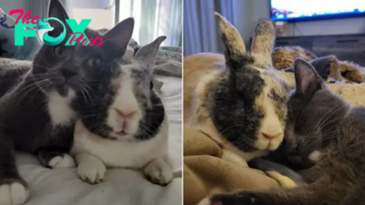 Family Adopts A Kitten And Their Pet Bunny Becomes Her Best Friend