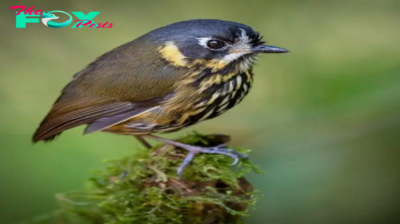 QL The Crescent-faced Antpitta’s Enchanting World: A Bird with a Splendid Beauty, a Harmonious Song, and a Fine Dance in the Misty Forests