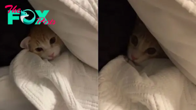 Sweet Kitten Has A Tantrum Because His Owner Has To Leave For Work