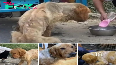 De la Muerte a la Esperanza: La Asombrosa Transformación de un Golden Retriever Abandonado al Borde de la Muerte por una Enfermedad, Pero Rescatado a Tiempo .s