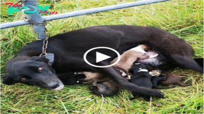 a valiente madre perra encadenada a la cerca: criando a 6 cachorros contra todo pronóstico