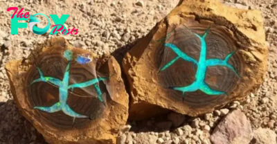 SC “Stunning Discovery: Petrified Wood Embedded with Turquoise Opal Unearthed in Australia!” SC