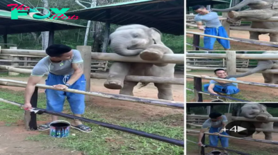 Adorable Encounter: Baby Elephant’s Playful Antics Bring Joy in Captivating Video