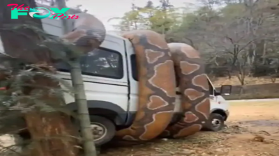 son. The giant python quickly threw the car into the air after mistaking it for bait, causing witnesses to panic.