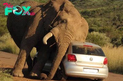 rin While a New Elephant in South Africa Becomes Angry, Tourists Remain in Their Vehicles