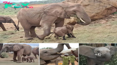 Tumaren’s Triumph: Welcoming Tembo, Her Precious New Arrival!