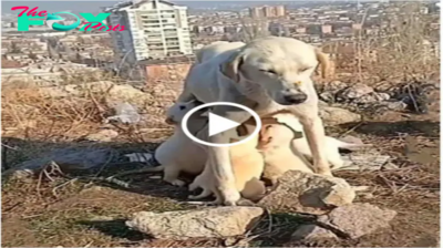Amor maternal inquebrantable: una perra hambrienta se sacrifica para alimentar a sus cachorros con su leche en el clima frío