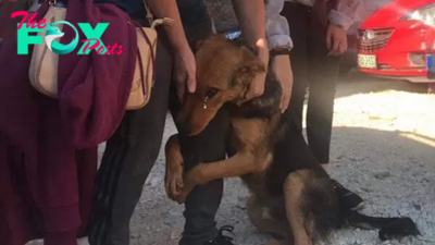 AH The abandoned dog, seeking hope of adoption and a true home, clings to passersby’s legs, shedding tears of pleading that resonate deeply, touching the hearts of millions worldwide.