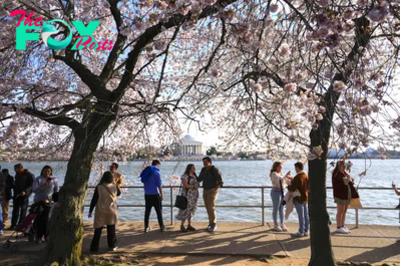 More Than 100 Iconic Cherry Trees in Washington Are Being Cut Down. Here’s Why