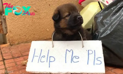 Viet.. Adorable abandoned puppy with a sign on his body is helplessly begging for human help when almost no one cares about it.. Viet