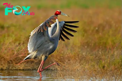 b83.Nature’s Ballet: Sarus Cranes Choreographing Elegance and Beauty in the Wetland Symphony