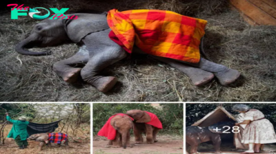 Harmony in Colors: Lively Throws and Their Tender Embrace for Orphaned Elephants