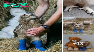 Brave Baby Owl: Overcoming Growth Disorder, Adorable Bird Takes Steps with Leg Splints, Defying Odds for a Chance to Walk