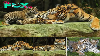 Lamz.Exclusive Footage: Witness the Debut of Two Rare Sumatran Tiger Cubs Emerging from Their Den at Chester Zoo!