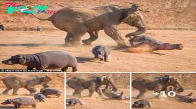 Run quickly, children! Touching scene of mother hippo risking her life to protect her baby from being thrown into the air by an angry elephant, but trying to endure so that the baby hippo has time to escape