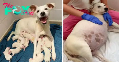 QT A pregnant mother dog, abandoned at our shelter, gave birth to 14 adorable puppies