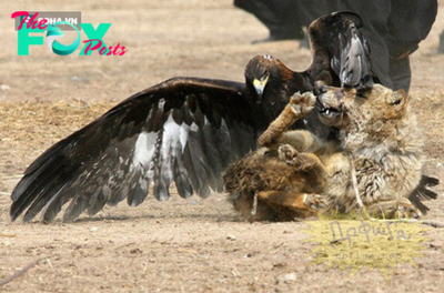 “Confronting Brutality: An Eagle’s Surprise Attack Causes a Critical Situation, Pushing a Dog into a Zone of Fear”