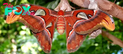 nha5.Intriguing Encounters: The Mythical Charm of the Attacus Atlas Butterfly’s Serpentine Wings