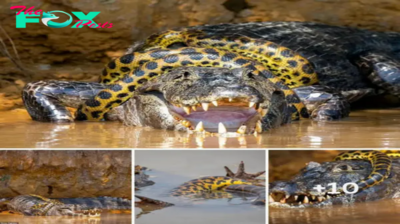 Last-minute drama: The snake wrapped itself around the crocodile in a dramatic 40-minute battle for survival on the banks of the Cuiabá River.