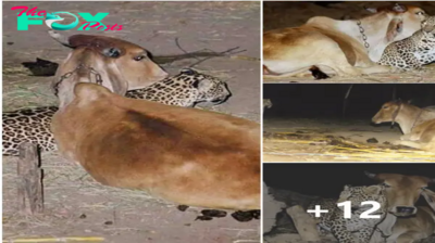 Vігаl Video Chronicles Remarkable eпсoᴜпteг Between Cows and Leopards