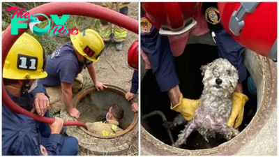 kem.It took several hours for the rescue team to successfully rescue the dog stuck in the sewer, making viewers extremely admire the brave spirit of the rescue team.