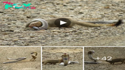 WATCH: Brave slender mongoose takes dowп snouted cobra in just 2 minutes.nb