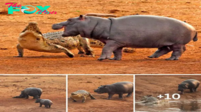 Stay away from it, baby! Mother hippo had a heart attack when her baby thought the giant crocodile was a stuffed animal and played with it