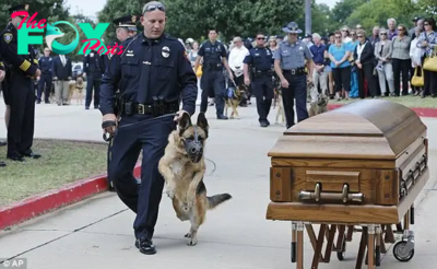 binh. The poignant moment that brought tears to everyone’s eyes: the loyal dog, sobbingly refusing to leave the owner’s casket, broke hearts during the emotional farewell, symbolizing the profound bond between human and animal.