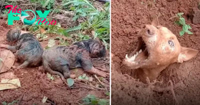 “Solidarity in Difficulty: People Gather to Support Mother Dog and Puppy After Landslide”