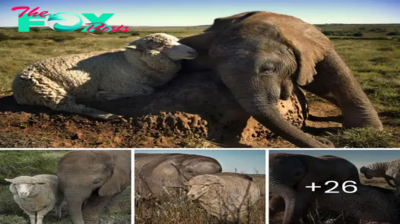 Heartwarming Harmony: Baby Elephant Forms Endearing Bond with Sheep Companion