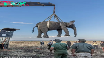 kp6.”An ingenious method carried out with the help of a crane, which safely moved the elephant, is a remarkable effort in the conservation of the species.”