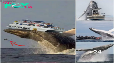 Surprise and fear: Humpback whales launch ships into the air!