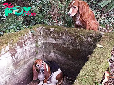 “Abandoned in a Pit: Dog Waits More Than 5 Days in Loneliness and Despair”