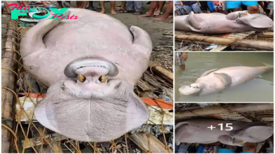 When going fishing, people caught strange monster-like creatures in the US.