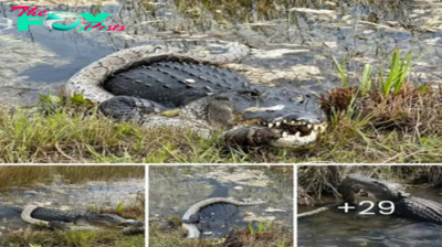 Sһoсkіпɡ footage shows a 10-foot snake being аttасked by an alligator in the Florida Everglades.nb