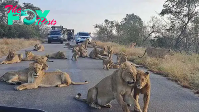 Biggest roadblock of lions in Africa. Kruger National Park (Video) SU.