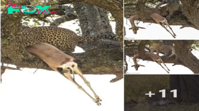 Successful antelope hunting, leopards drag their prey up the tree and enjoy a delicious lunch