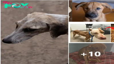 Texas Shelter Shares Heartwarming Transformation of Emaciated Rescue Dog