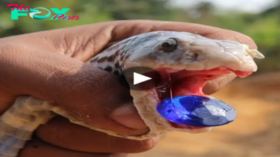 f.Fascinated when witnessing a snake’s poisonous fangs containing diamonds (Video).f