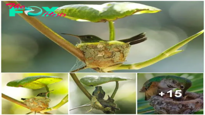 Clever Little Hummingbird Constructs Home Complete with Roof for Protection