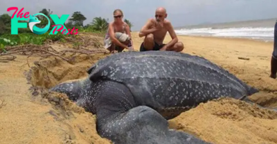 son. A person swimming in the sea suddenly encounters a giant turtle 5m high, making everyone panic. (video)