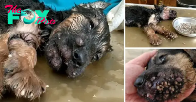 “The Fight Against Parasites: Dog Struggles With Thousands Of Parasites Invading His Mouth, Unable To Eat Or Drink For Days”