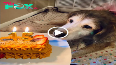 rom. A Tear-Jerking Moment: Dog Celebrates Long-Awaited 15th Birthday with a Cake