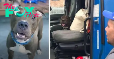 n.Man Drives 2,800 Miles To Save Pit Bull From Being Put Down