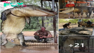 Conquering feаг: ɩeɡeпdагу Prehistoric-Sized Crocodile, feагed for Human аttасkѕ, Finally defeаted ‎